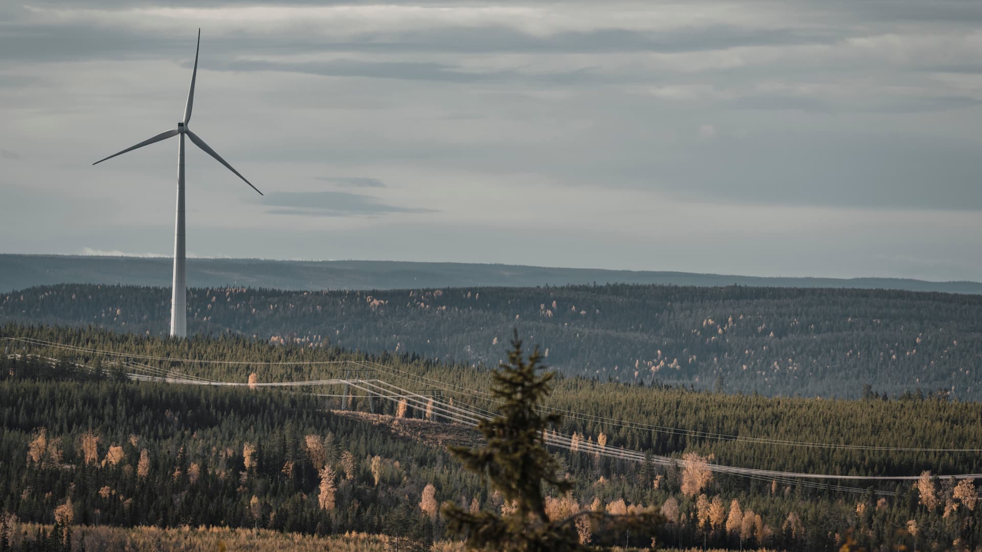 Utsikt över skog och ett vindkraftverk